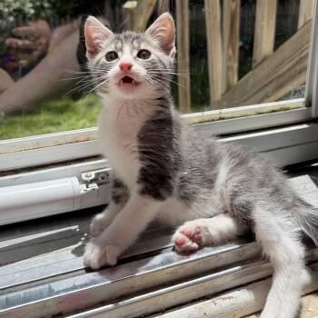 Domestic Short Hair Cats Available for Adoption in Chesapeake, Virginia - Noodle Ned | PetCurious