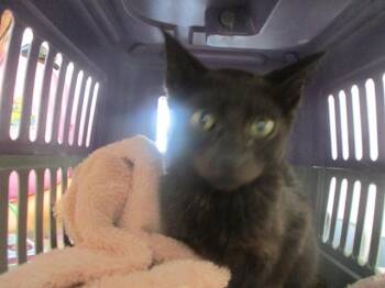 VADER -  Domestic Short Hair Cat for Adoption in Ocala, Florida - VADER | PetCurious