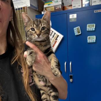 Rescue Domestic Short Hair Cats for Adoption in Port Richey, Florida - Sancho | PetCurious