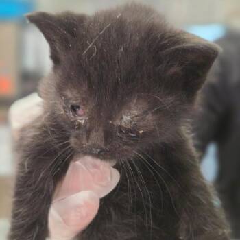 Michelle McCool -  Domestic Short Hair Cat Available for Adoption in Charleston, West Virginia - Michelle McCool | PetCurious