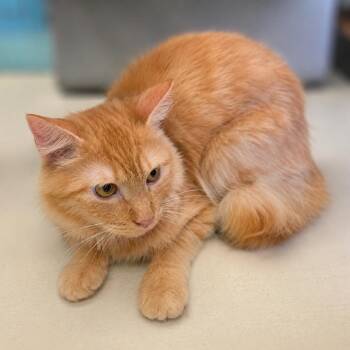Marlowe -  Domestic Medium Hair Cat for Adoption in Austin, Texas - Marlowe | PetCurious