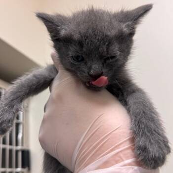 Birdie -  Domestic Short Hair Cat for Adoption in Lynchburg, Virginia - Birdie | PetCurious