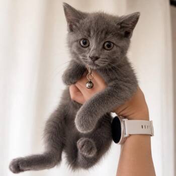 SWEET BBQ -  Russian Blue and Domestic Short Hair Cat for Adoption in Columbus, Ohio - SWEET BBQ | PetCurious