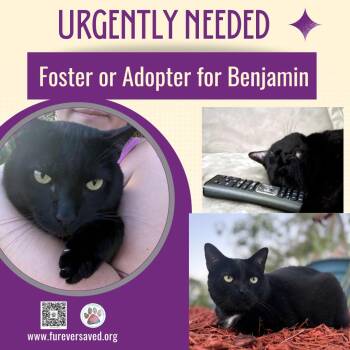 Domestic Short Hair Cats Available for Adoption in Miami, Florida - Benjamin | PetCurious