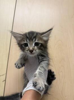 BEYONCE -  Domestic Short Hair Cat for Adoption in Riverside, California - BEYONCE | PetCurious
