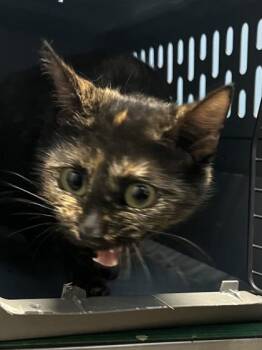 Domestic Short Hair Cats Available for Adoption in Seneca, South Carolina - Luna $25 | PetCurious