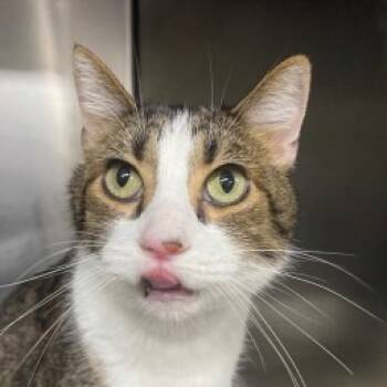Rescue Domestic Short Hair Cats for Adoption in New York, New York - Trappy | PetCurious