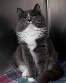 Domestic Short Hair Cats Available for Adoption - Sissy Bonded With Sam | PetCurious