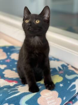 Sooty -  Domestic Short Hair Cat for Adoption in Charles Town, West Virginia - Sooty | PetCurious