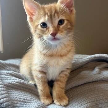 Domestic Short Hair Cats Available for Adoption - Illya 0326 DW | PetCurious