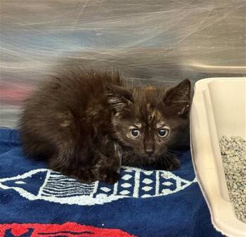 PAPRIKA -  Domestic Short Hair Cat for Adoption in Conroe, Texas - PAPRIKA | PetCurious