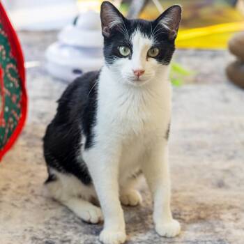 Zane (Bonded with Pony Boy) -  Domestic Short Hair Cat for Adoption in Wilmington, Delaware - Zane (Bonded With Pony Boy) | PetCurious