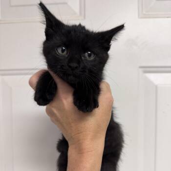 Spiced Chai -  Domestic Short Hair and Domestic Medium Hair Cat for Adoption in Columbia, South Carolina - Spiced Chai | PetCurious