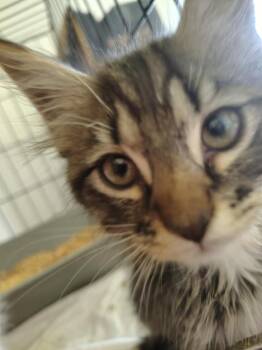 Ekko -  Siamese Cat for Adoption in New Braunfels, Texas - Ekko | PetCurious