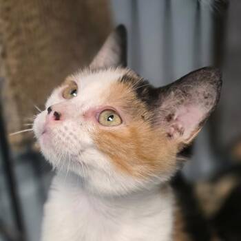 Aki (Autumn) -  Domestic Short Hair Cat for Adoption in Huntsville, Alabama - Aki (Autumn) | PetCurious