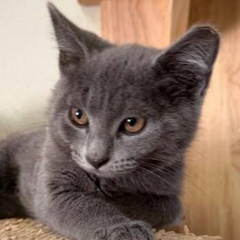 Junie B -  Domestic Short Hair Cat for Adoption - Junie B | PetCurious