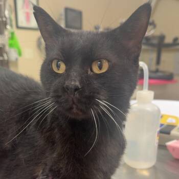 Pua -  Domestic Short Hair Cat for Adoption - Pua | PetCurious