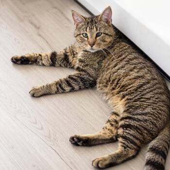 Biggiesmalls -  Domestic Short Hair Cat for Adoption in Austin, Texas - Biggiesmalls | PetCurious