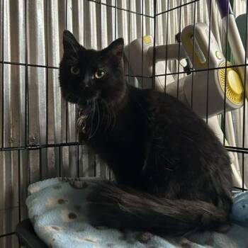 Nightcrawler -  Domestic Medium Hair Cat for Adoption in Denver, Colorado - Nightcrawler | PetCurious