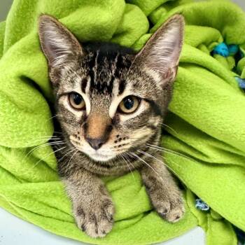 Dazzle -  Domestic Short Hair Cat for Adoption in Long Beach, California - Dazzle | PetCurious