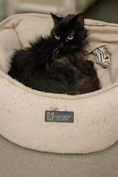 Rescue Domestic Long Hair Cats for Adoption in Kearney, Nebraska - Midnight | PetCurious
