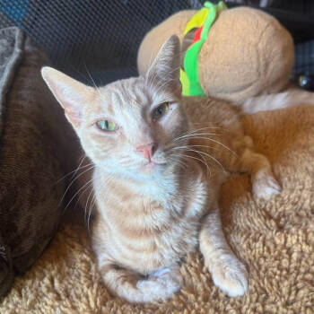 Rescue Domestic Short Hair Cats for Adoption in Brea, California - Enzo | PetCurious