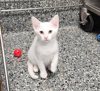 Angel -  Domestic Short Hair Cat Available for Adoption in Siloam Springs, Arkansas - Angel | PetCurious