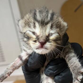 Chauncey -  Domestic Short Hair Cat for Adoption in Yuma, Arizona - Chauncey | PetCurious