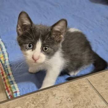 Boggle -  Domestic Short Hair Cat for Adoption in Tucson, Arizona - Boggle | PetCurious