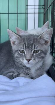 Rescue Egyptian Mau Cats for Adoption - Tiger | PetCurious