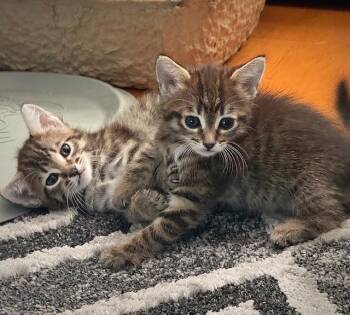 Domestic Medium Hair Cats Available for Adoption - Nacua | PetCurious