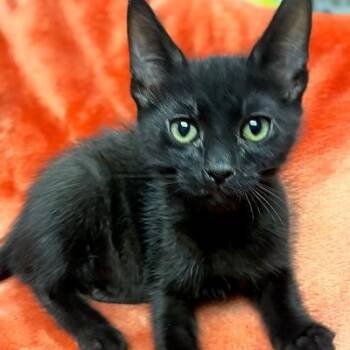 LUCKY -  Domestic Short Hair Cat for Adoption in Graham, Washington - LUCKY | PetCurious