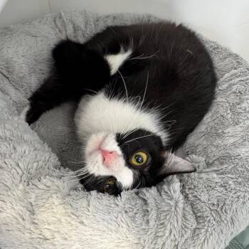 Spring -  Domestic Short Hair Cat for Adoption - Spring | PetCurious