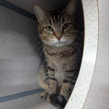 Rescue American Shorthair Cats for Adoption in Evansville, Indiana - Sammy | PetCurious