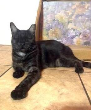 Baby Shrimp -  Domestic Short Hair Cat for Adoption in Chandler, Arizona - Baby Shrimp | PetCurious