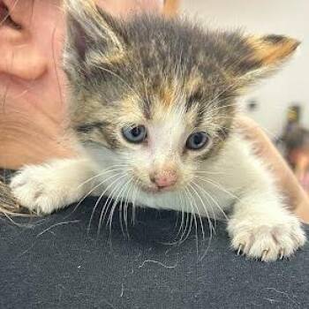 Taco -  Domestic Short Hair Cat for Adoption in Jeffersonville, Indiana - Taco | PetCurious