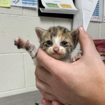 Cressida -  Domestic Short Hair Cat for Adoption in Parrish, Alabama - Cressida | PetCurious