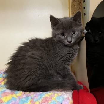Mystery Kitty -  Domestic Short Hair Cat for Adoption in Wilmington, Delaware - Mystery Kitty | PetCurious