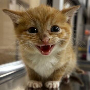 Domestic Short Hair Cats Available for Adoption in Birmingham, Alabama - Iris | PetCurious