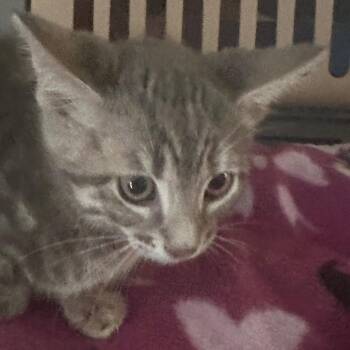 Domestic Short Hair Cats Available for Adoption in Midland, Texas - Chanel | PetCurious