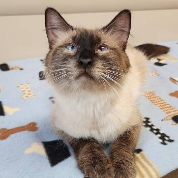 Harmony -  Himalayan Cat for Adoption in Marshfield, Wisconsin - Harmony | PetCurious