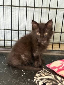 Jack -  Domestic Medium Hair Cat for Adoption in Hartford City, Indiana - Jack | PetCurious