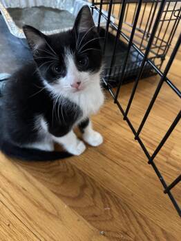 Domestic Short Hair Cats Available for Adoption in Naugatuck, Connecticut - Empire | PetCurious