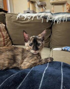 Sienna 5147 -  Domestic Short Hair Cat for Adoption in Bonsall, California - Sienna 5147 | PetCurious