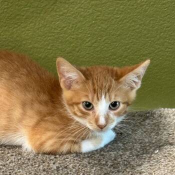 Jessie -  Domestic Short Hair Cat for Adoption in Port Charlotte, Florida - Jessie | PetCurious