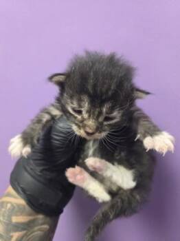 Domestic Medium Hair Cats Available for Adoption in El Paso, Texas - 60837426 | PetCurious