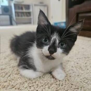 Tuxedo and Domestic Short Hair Cats Available for Adoption in Waxhaw, North Carolina - Juliet | PetCurious