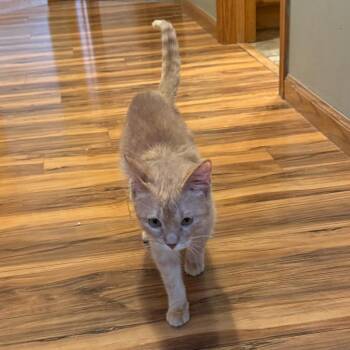 Domestic Short Hair Cats Available for Adoption - Knox--In Foster | PetCurious
