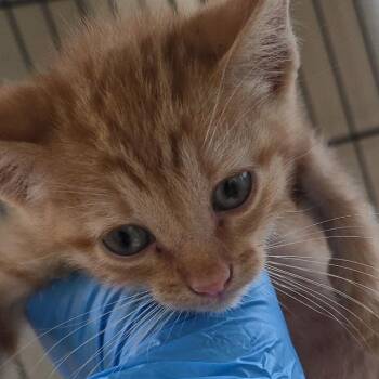 Domestic Short Hair Cats Available for Adoption in San Antonio, Texas - Caden | PetCurious