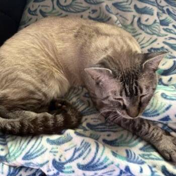 Gerard -  Domestic Short Hair Cat for Adoption in Salt Lake City, Utah - Gerard | PetCurious